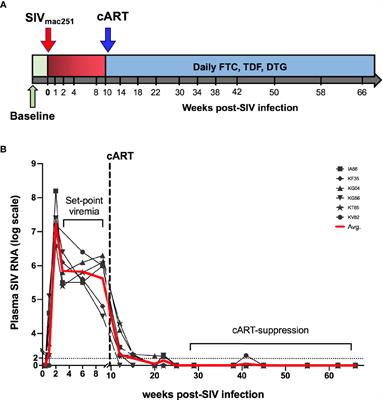 Dysregulation of IL-17/IL-22 Effector Functions in Blood and Gut Mucosal Gamma Delta T Cells Correlates With Increase in Circulating Leaky Gut and Inflammatory Markers During cART-Treated Chronic SIV Infection in Macaques